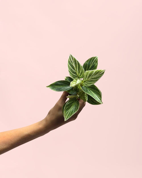 Philodendron Birkin Mini - Pur Plant