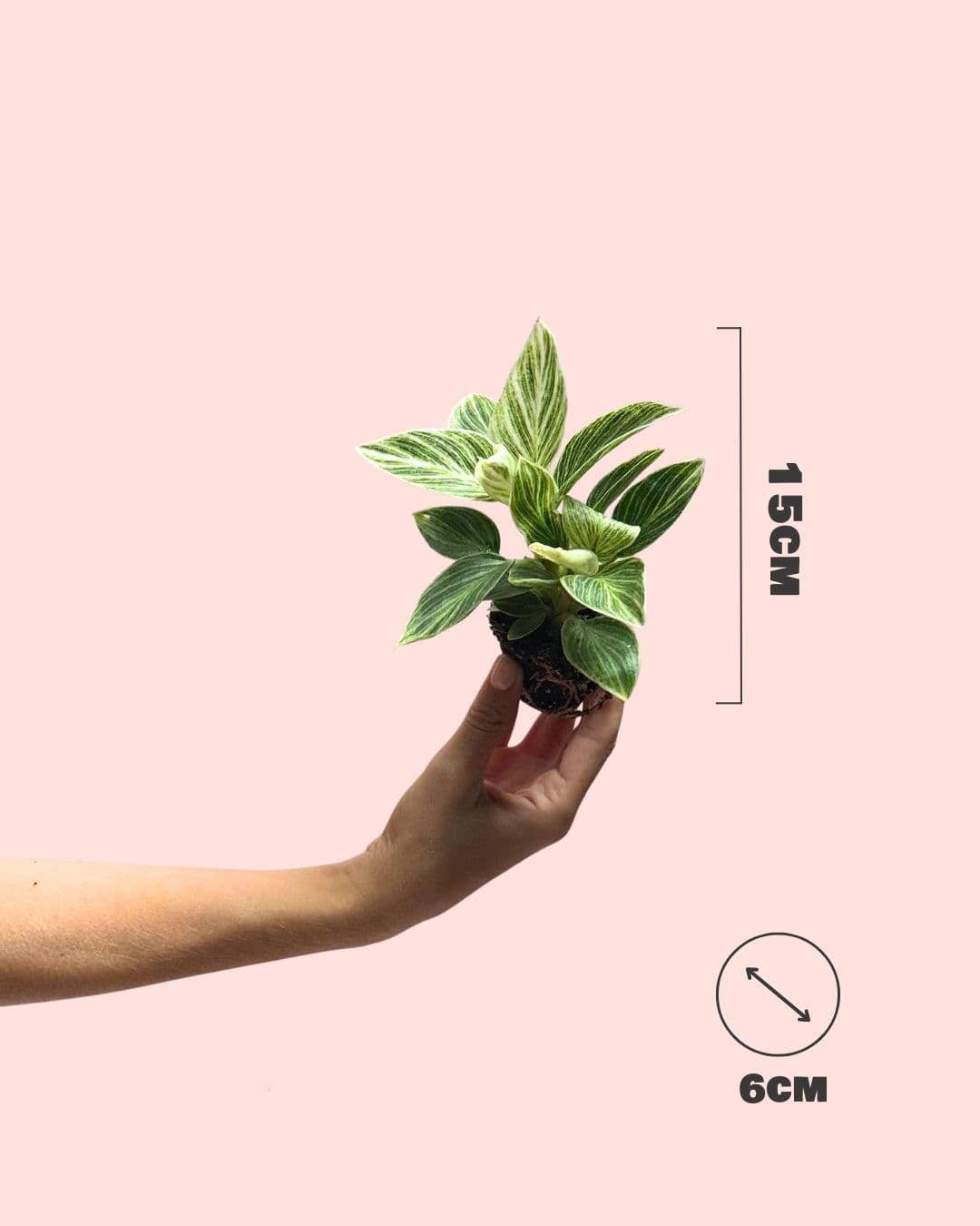 Philodendron Birkin Mini - Pur Plant