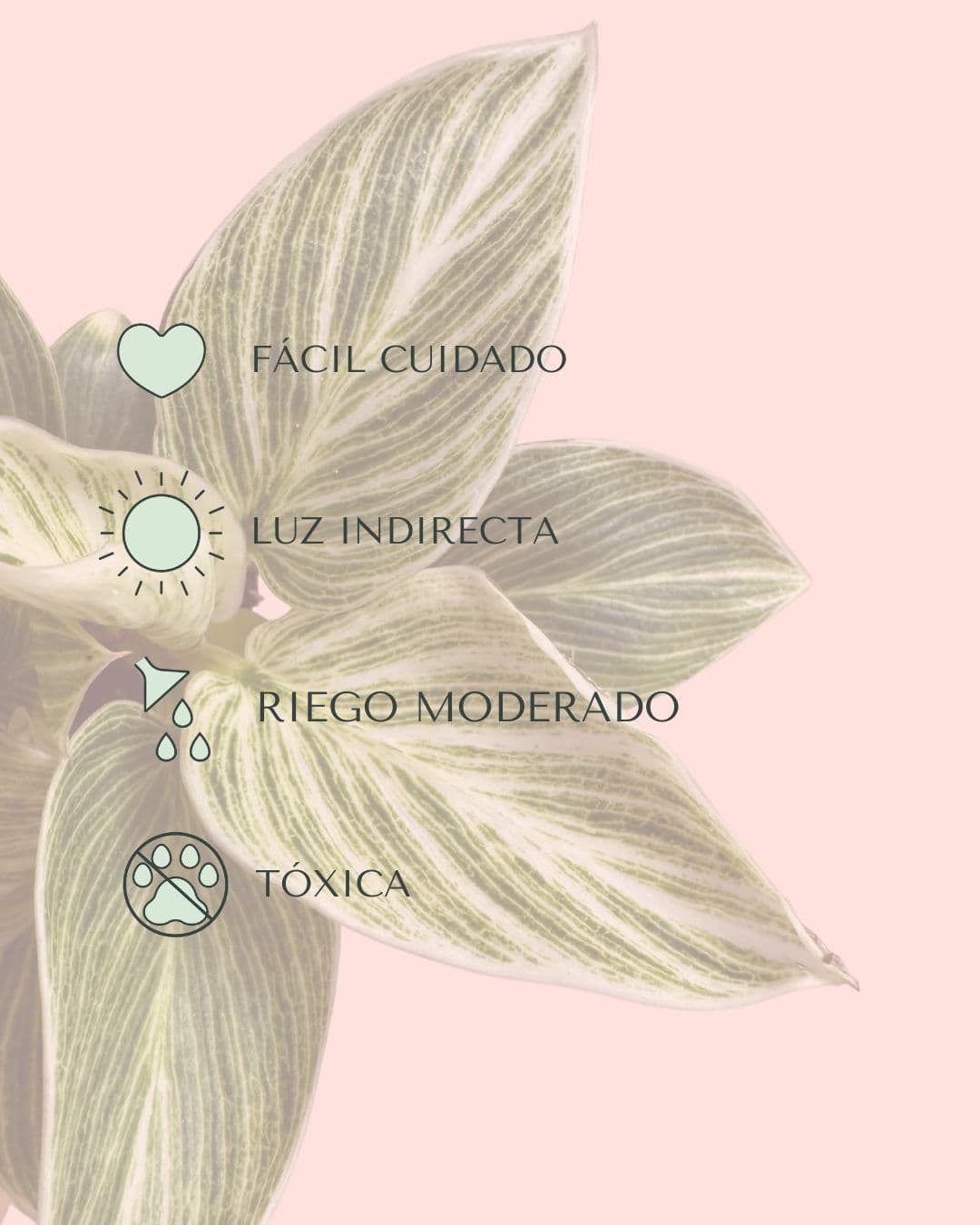 Philodendron Birkin Mini - Pur Plant
