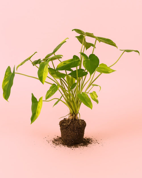 Philodendron Burle Marx Variegado M - Pur Plant