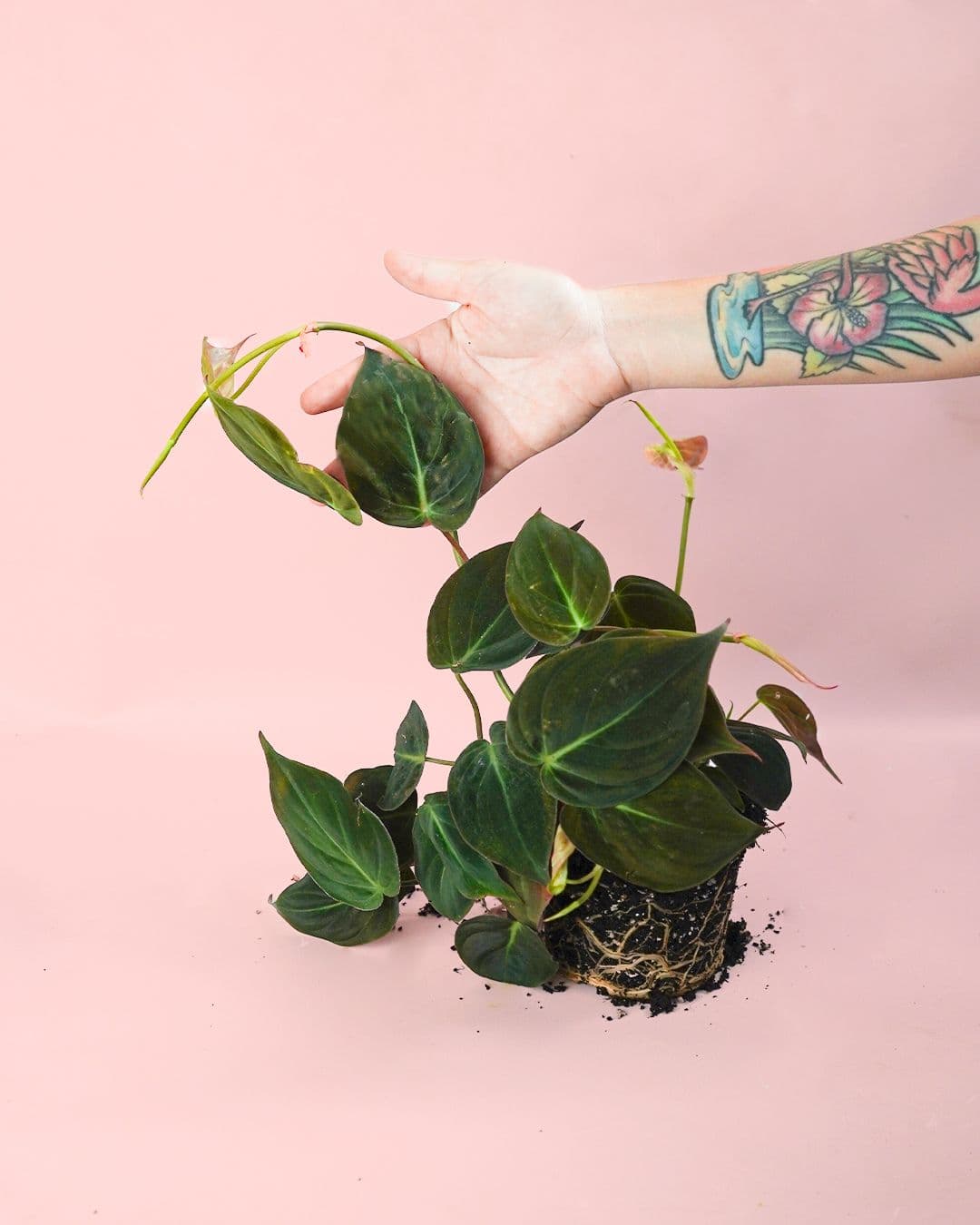 philodendron colgante m planta
