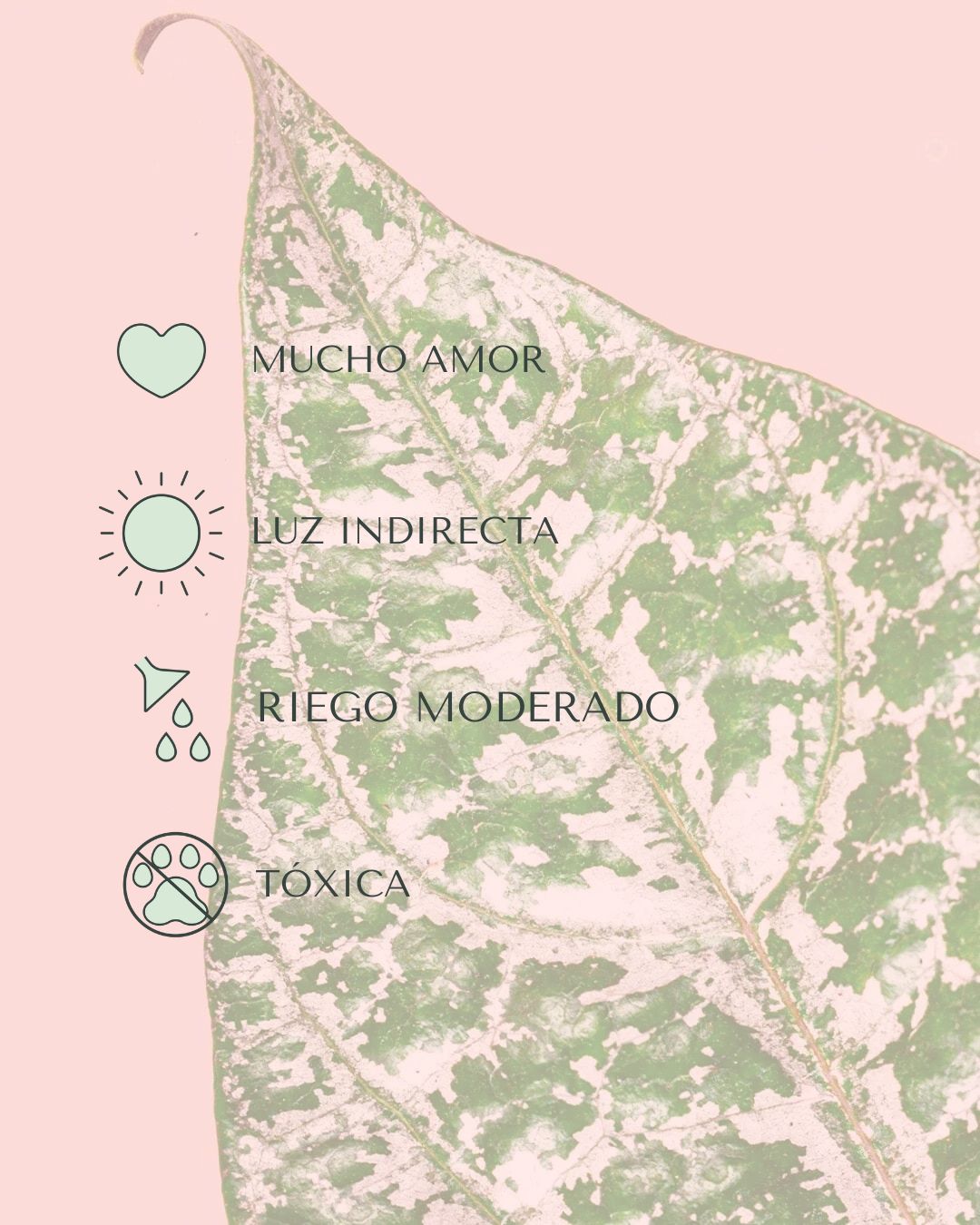 philodendron crocatum cuidados