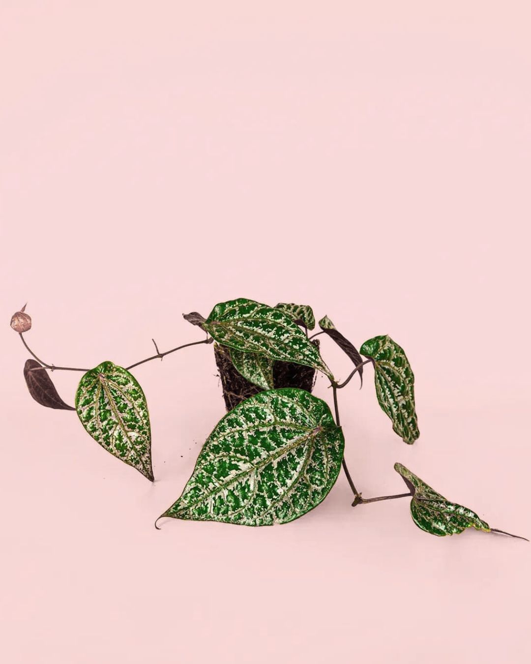 philodendron crocatum m