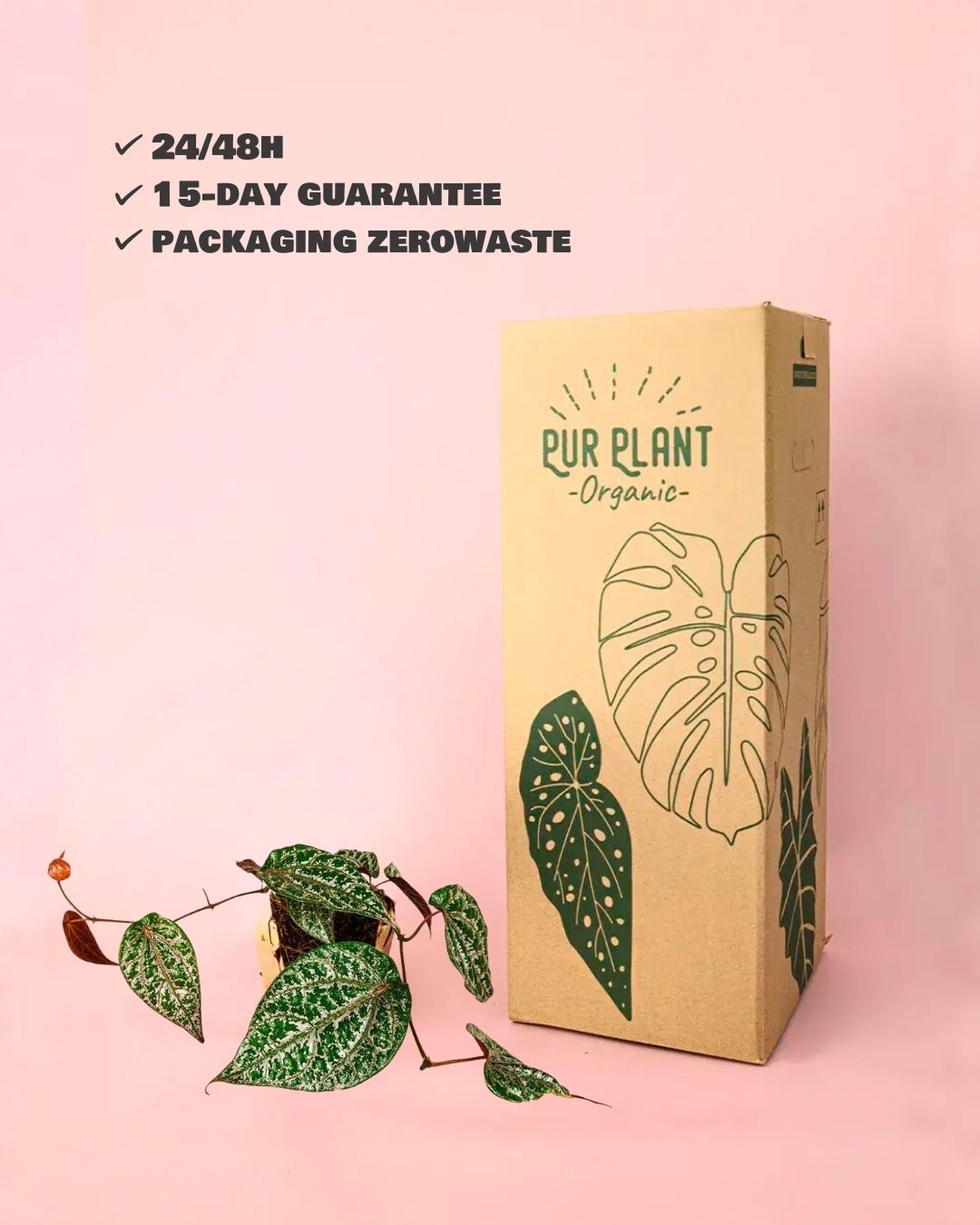 philodendron crocatum packaging