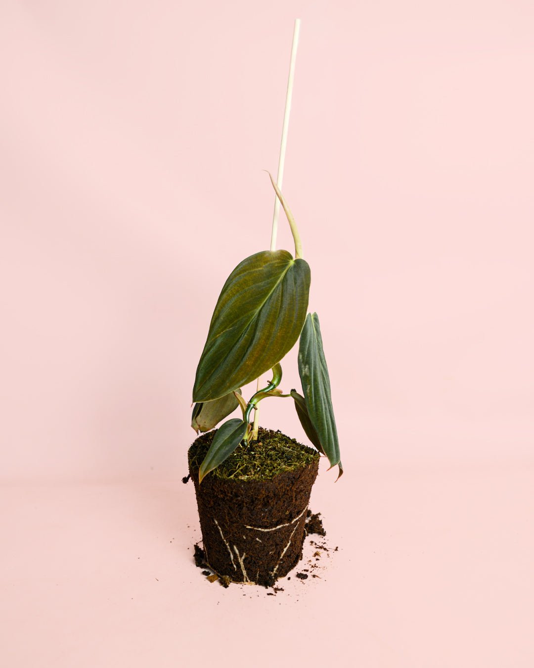 Philodendron Gigas M - Pur Plant