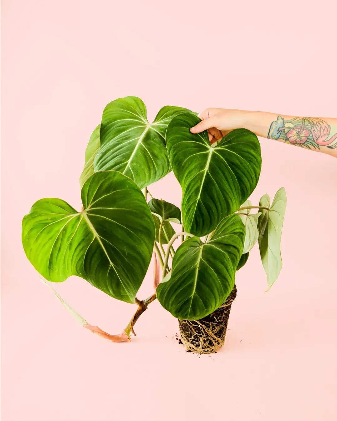Philodendron Gloriosum M - Pur Plant