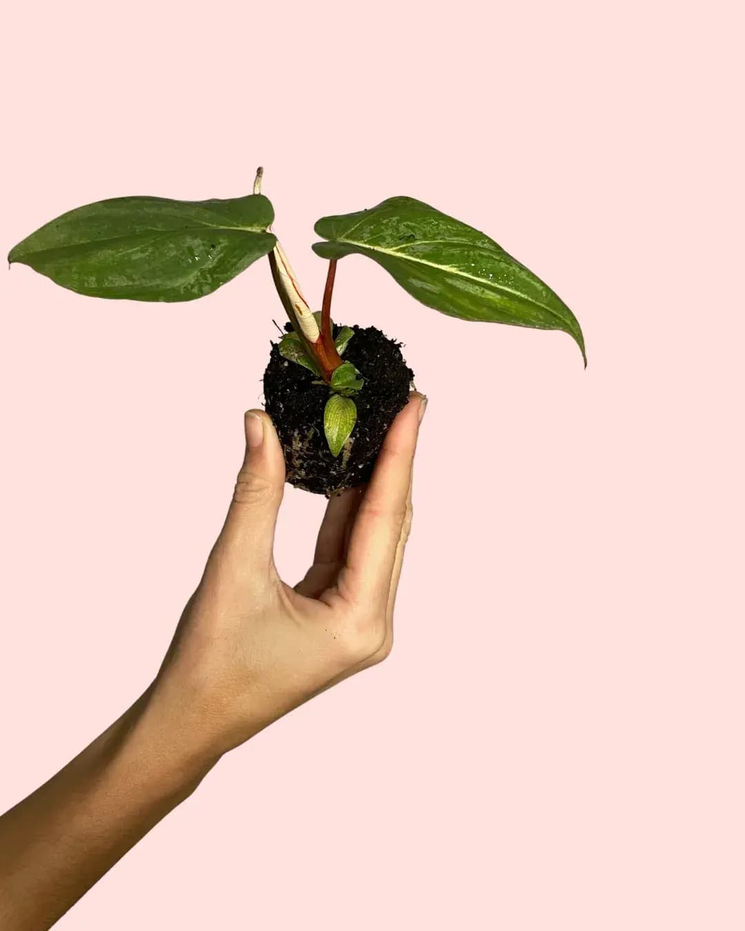 Philodendron Gloriosum Mini - Pur Plant