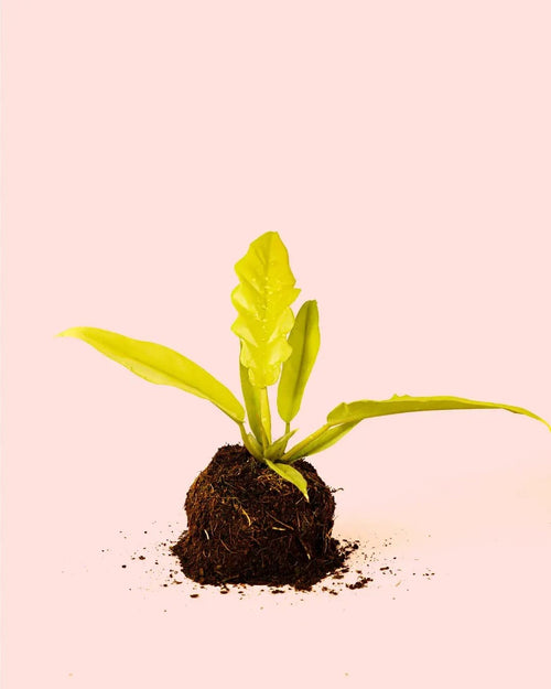 Philodendron Golden Saw M - Pur Plant
