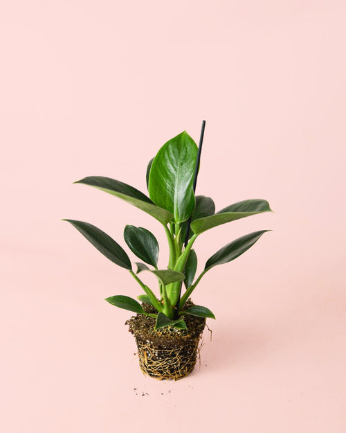 Philodendron Green Princess M - Pur Plant
