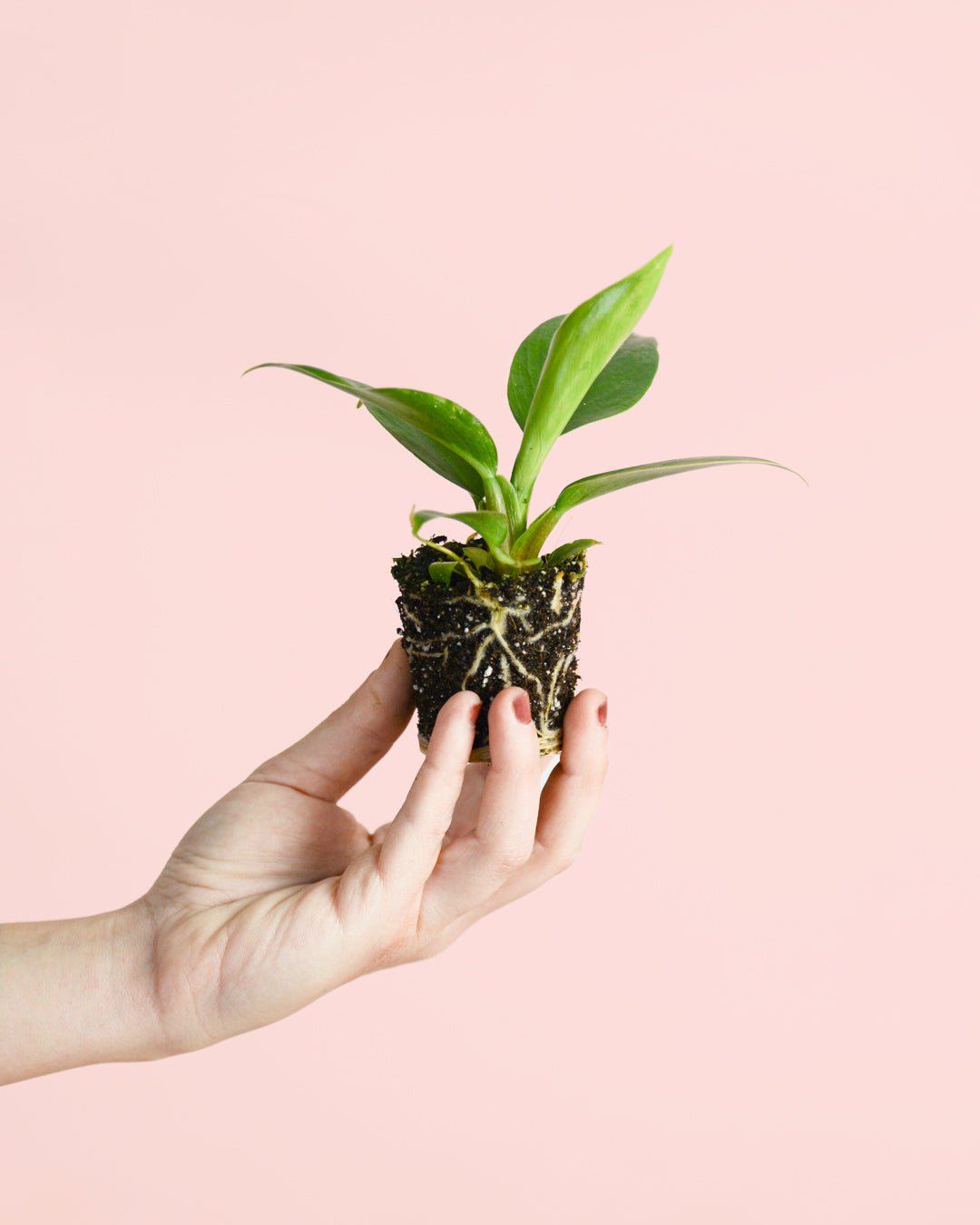 Philodendron Green Princess Mini - Pur Plant