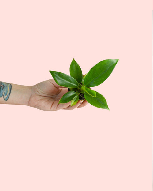 Philodendron Green Princess Mini - Pur Plant