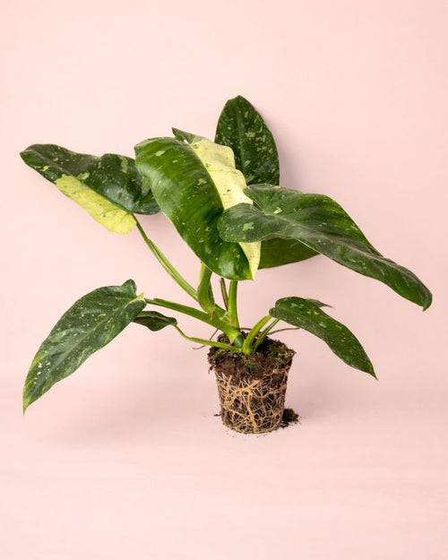 Philodendron Jose Buono M - Pur Plant
