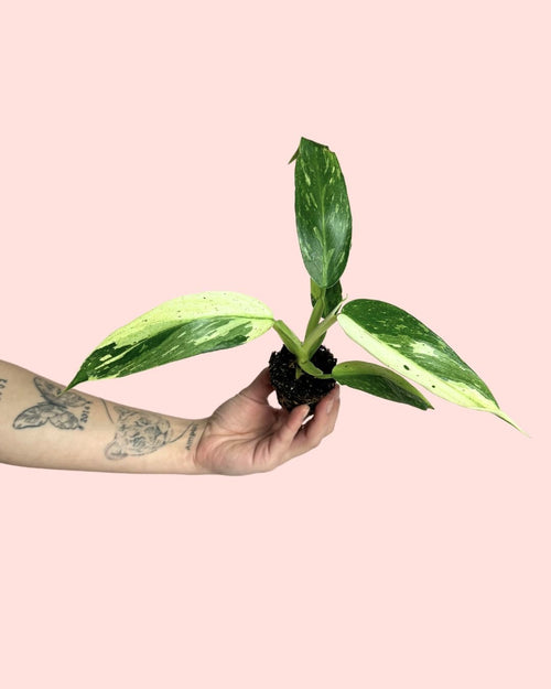 Philodendron Jose Buono Mini - Pur Plant