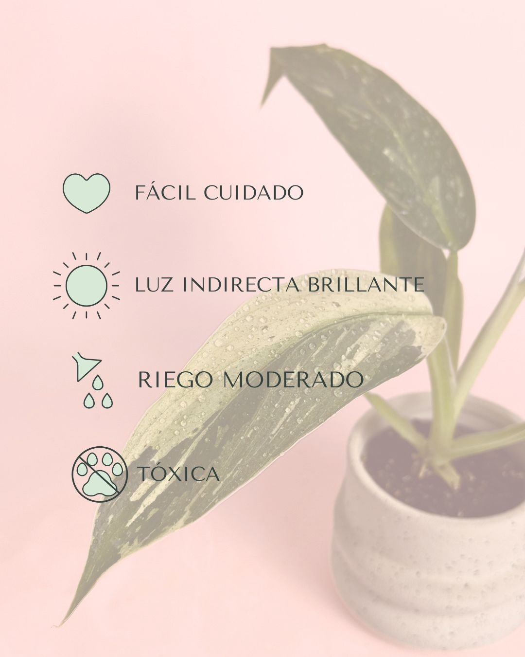 Philodendron Jose Buono Mini - Pur Plant