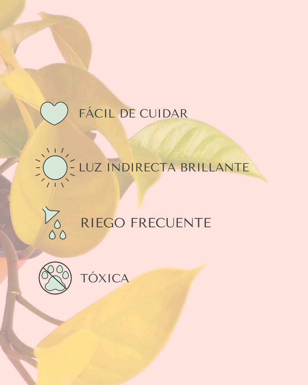 philodendron lime colgante cuidados