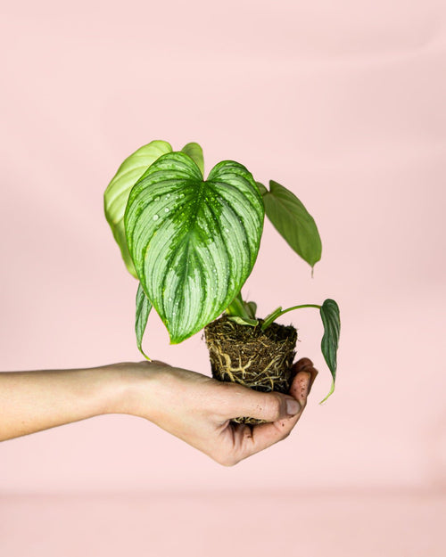 Philodendron Mamei Mini - Pur Plant