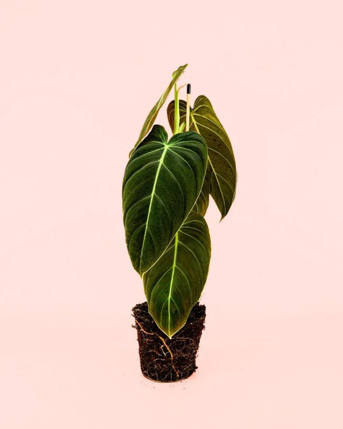 Philodendron Melanochrysum M - Pur Plant