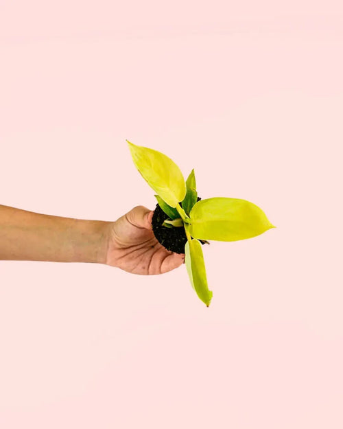 Philodendron Moonshine – Golden Violin Mini - Pur Plant