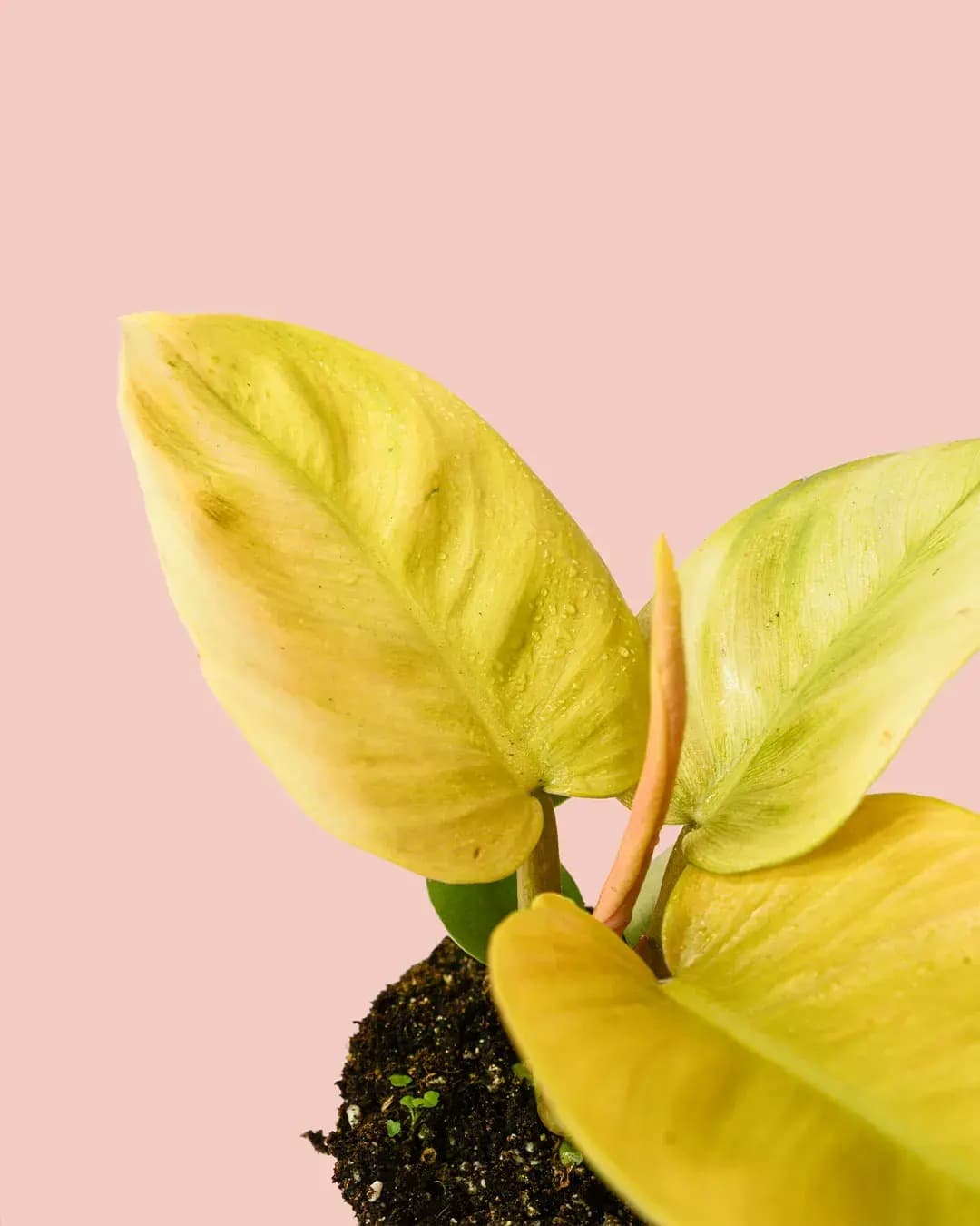 Philodendron Moonshine M - Pur Plant