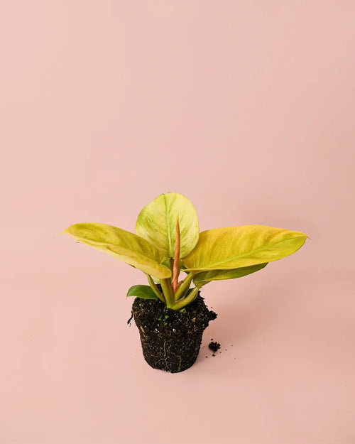 Philodendron Moonshine M - Pur Plant