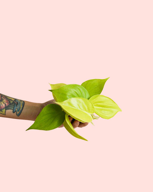 Philodendron Neon Mini - Pur Plant