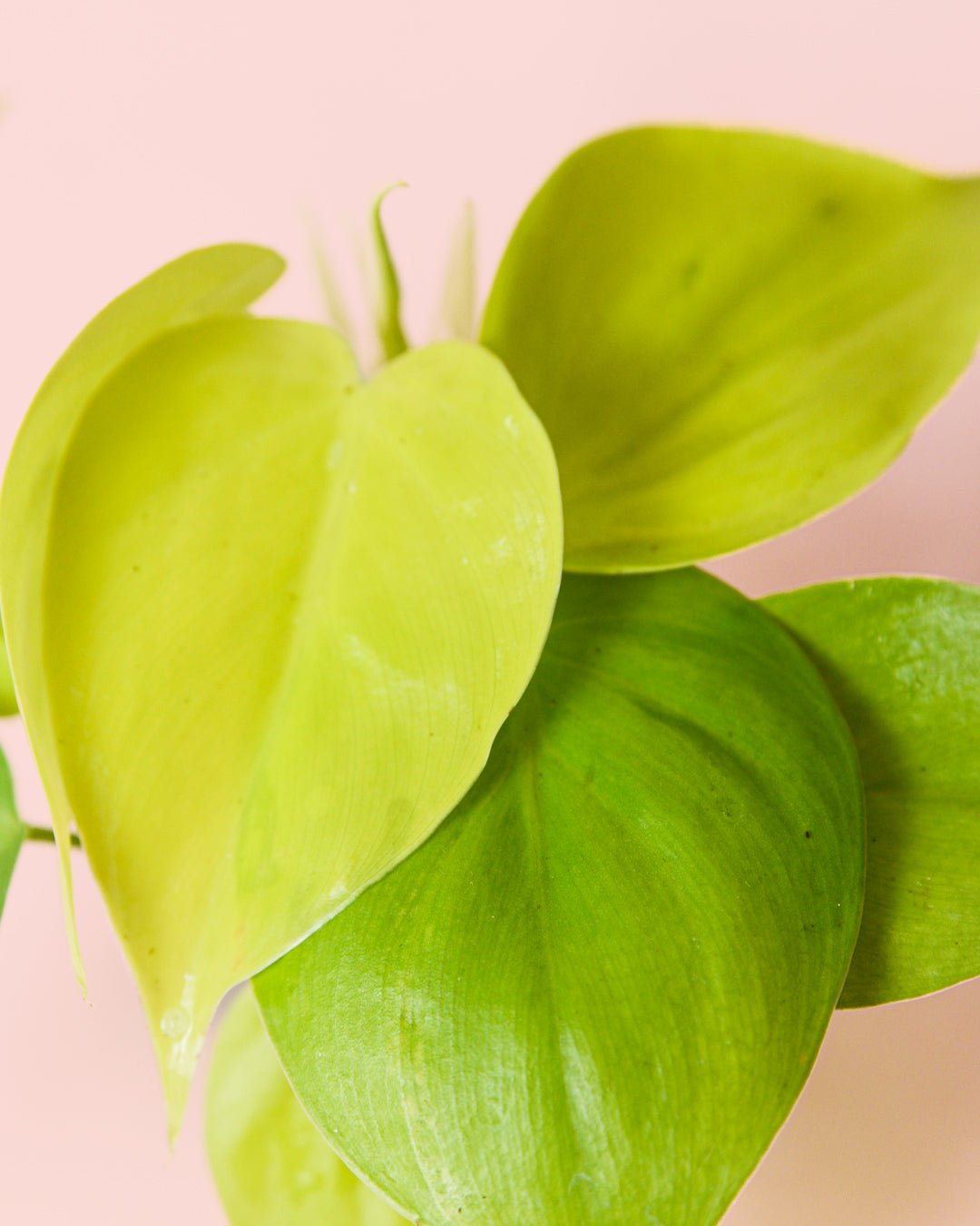 Philodendron Neon Mini - Pur Plant