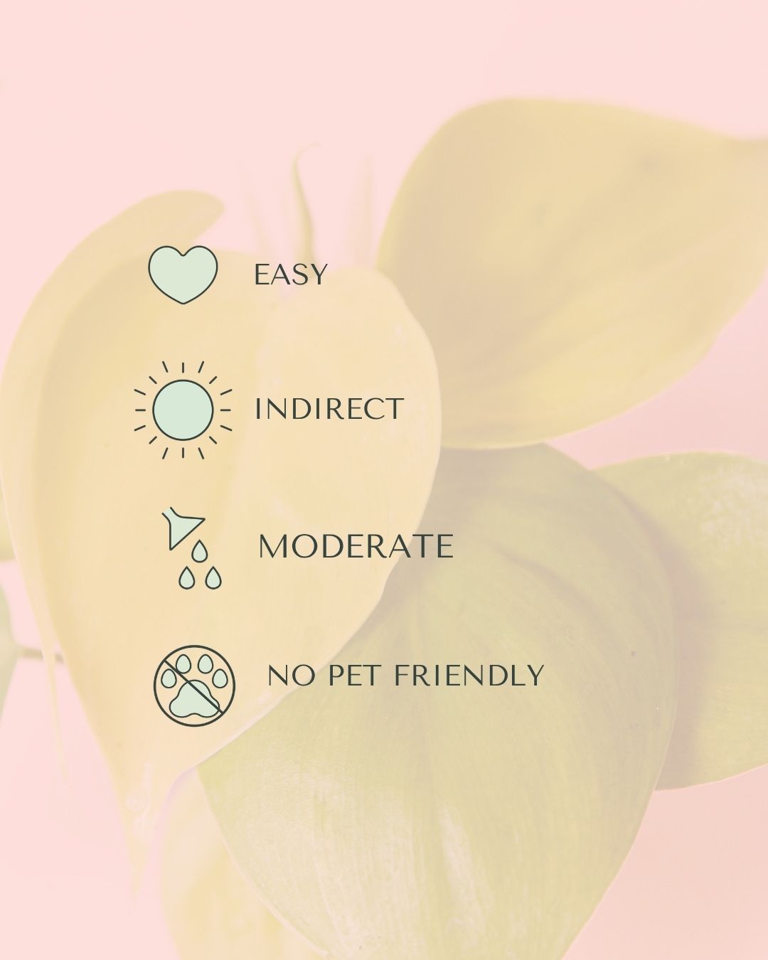 philodendron-neon-mini-care