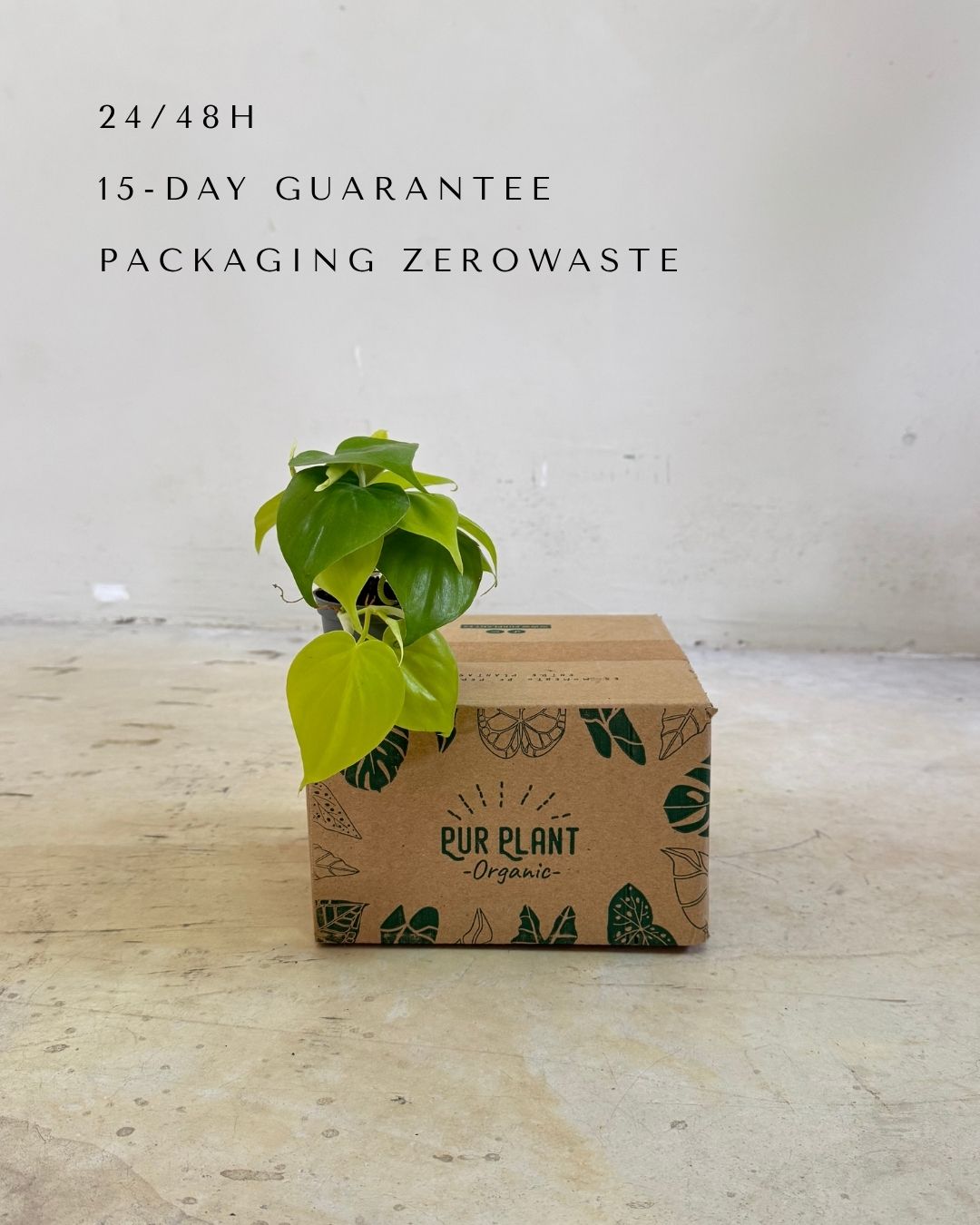 philodendron-neon-mini-packaging
