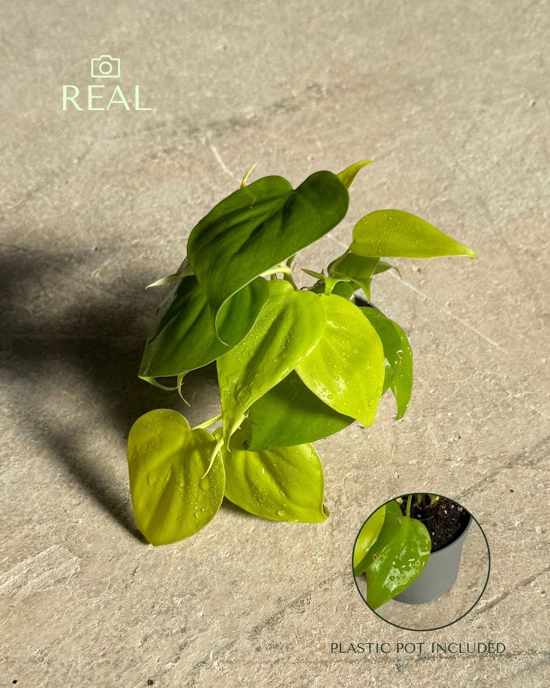 philodendron-neon-mini-real