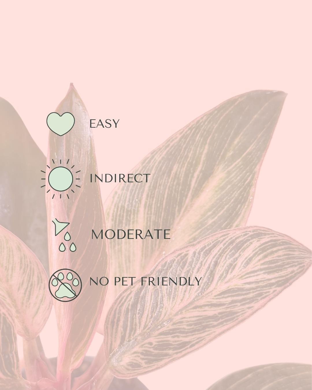 Philodendron Pink Bikini Mini - Pur Plant