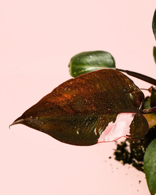 Philodendron Pink Princess M - Pur Plant