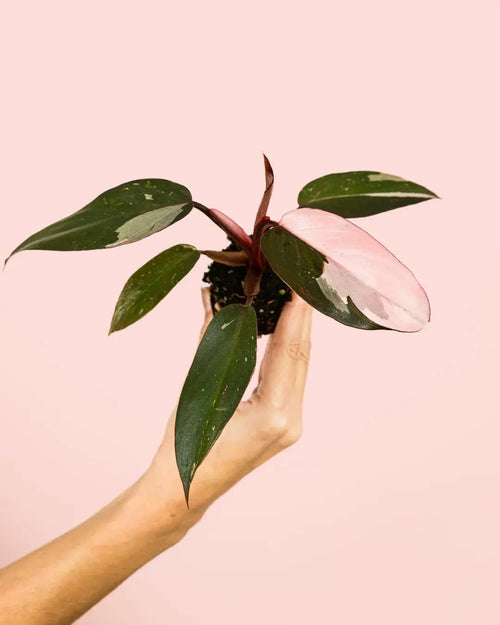 Philodendron Pink Princess Mini - Pur Plant