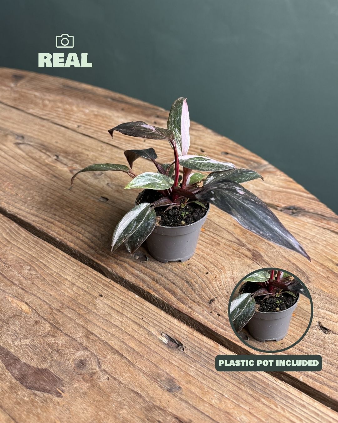 philodendron pink princess mini real