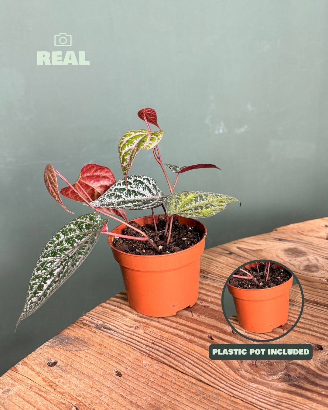 Philodendron Piper Ornatum M - Pur Plant