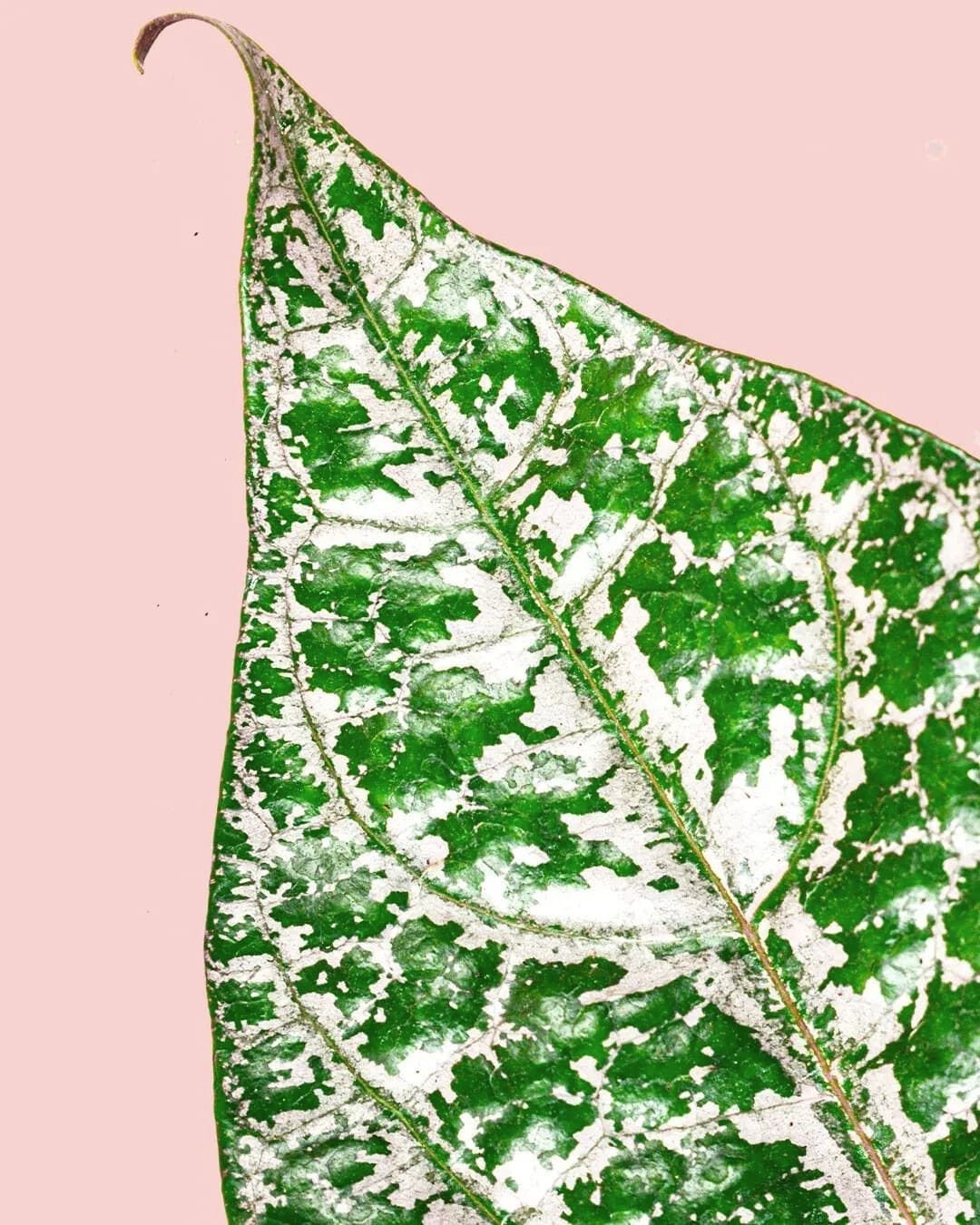 Philodendron Piper Ornatum M - Pur Plant