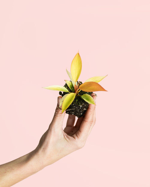 Philodendron Prince of Orange Mini - Pur Plant