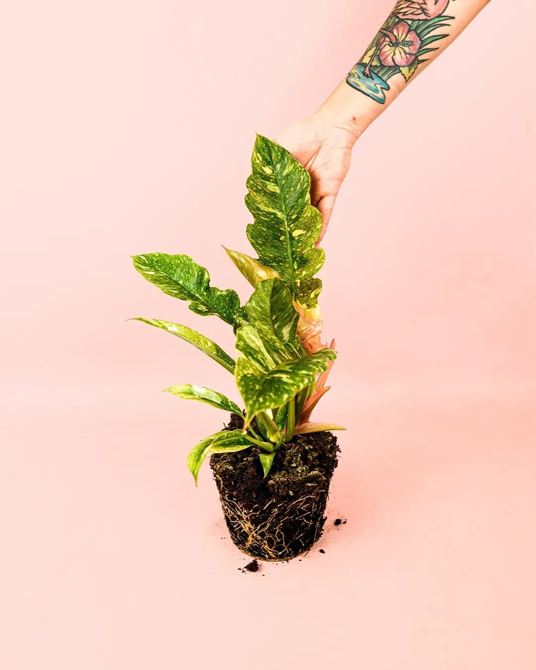 Philodendron Ring of Fire M - Pur Plant