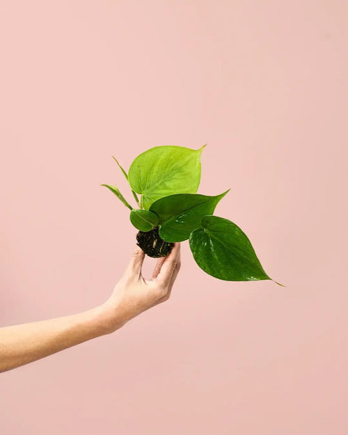 Philodendron Scandens Mini - Pur Plant