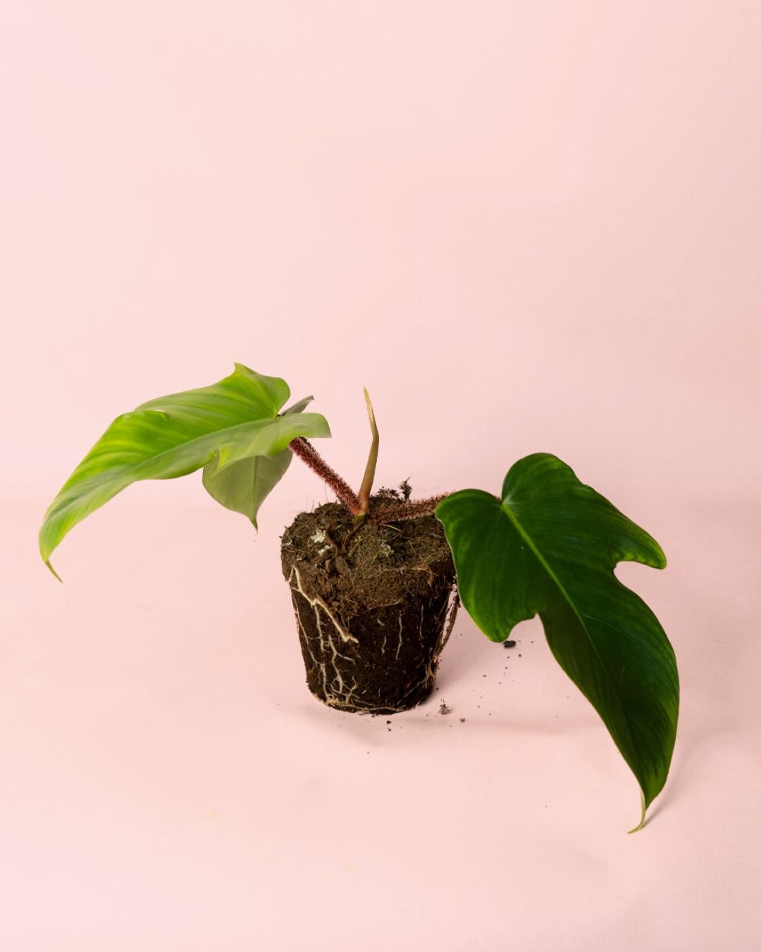 Philodendron Squamiferum M - Pur Plant