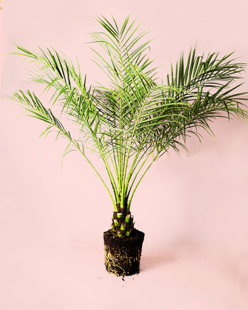 Phoenix Roebelenii M - Pur Plant
