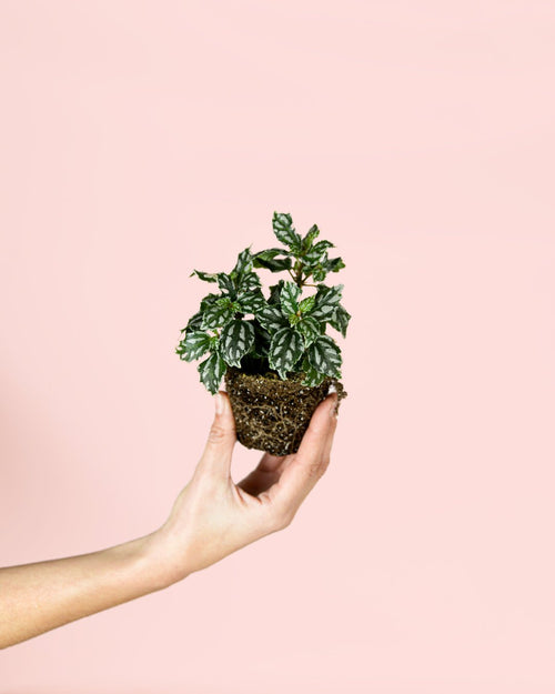 Pilea Cadierei Mini - Pur Plant
