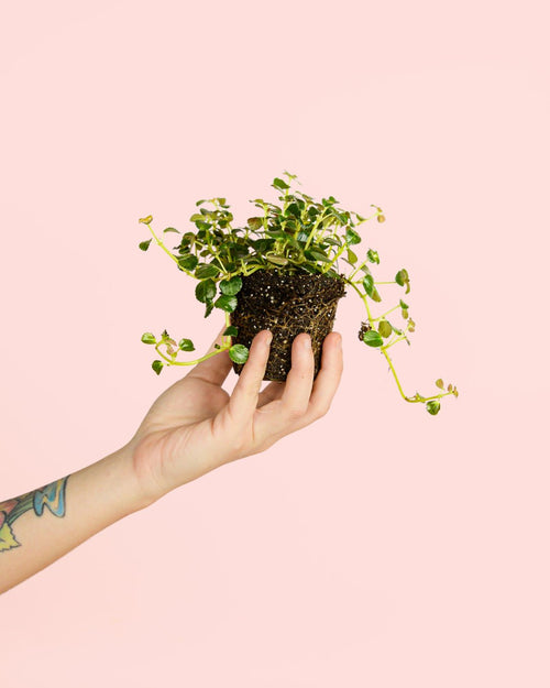 Pilea Depressa São Paulo Mini - Pur Plant