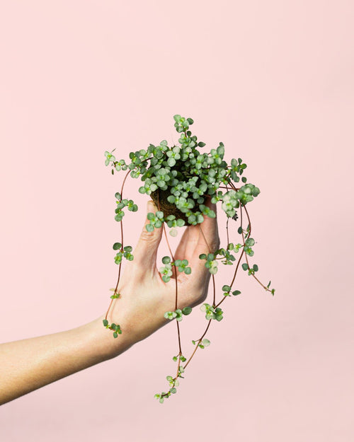Pilea Greyzy Mini - Pur Plant