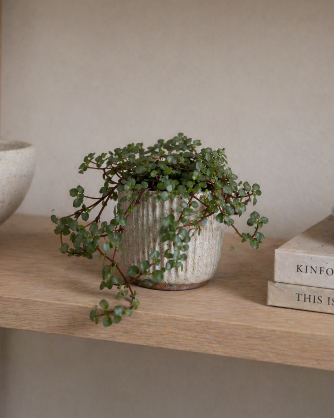 pilea-greyzy-mini-context