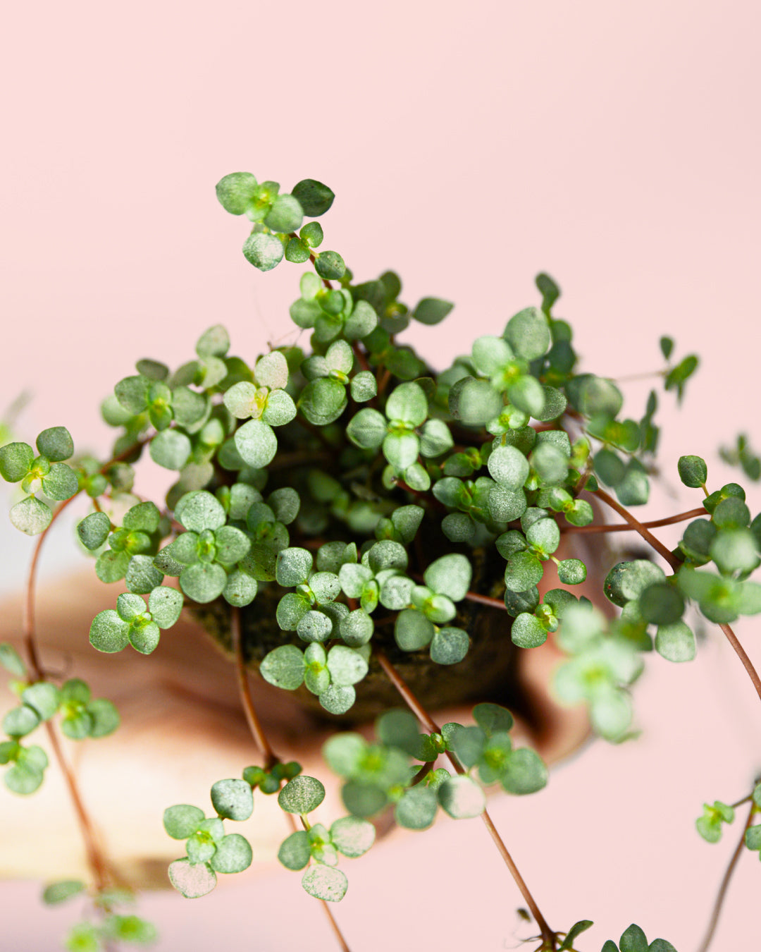 pilea-greyzy-mini-detail