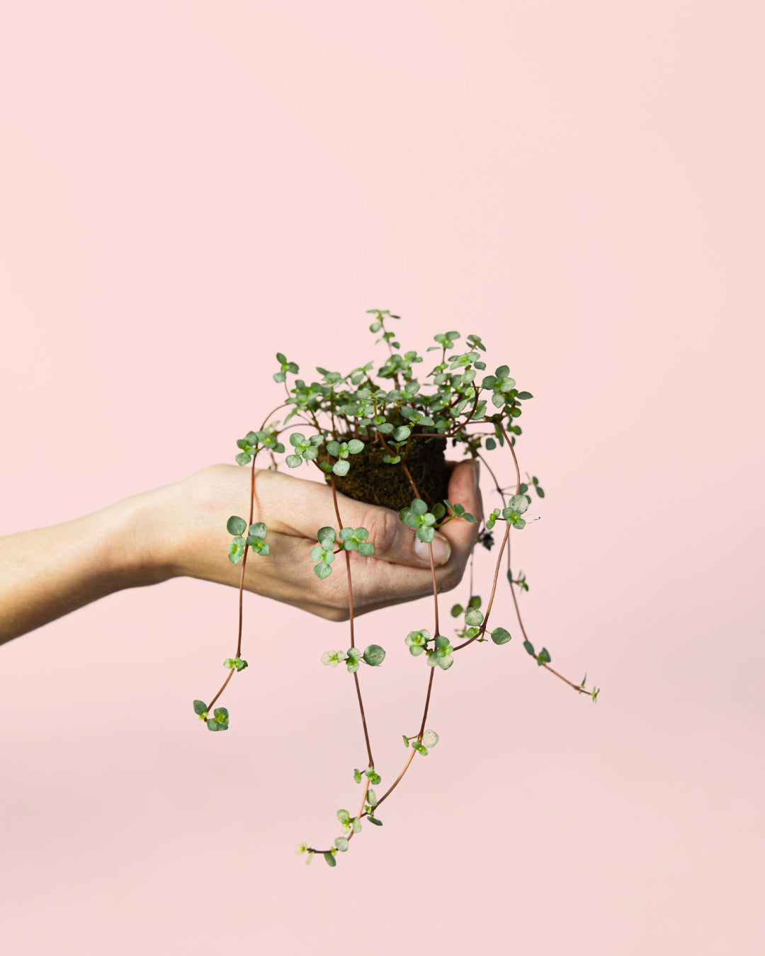 pilea-greyzy-mini-planta