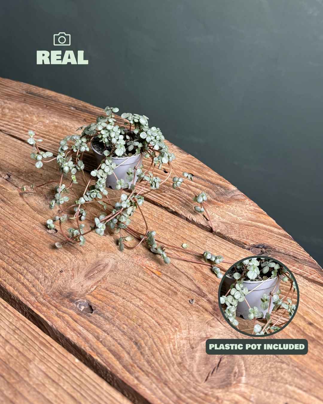 pilea greyzy mini real