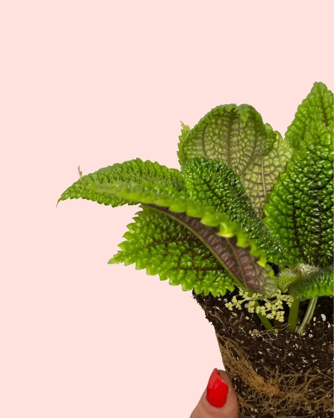 pilea-moon-valley-mini-detail