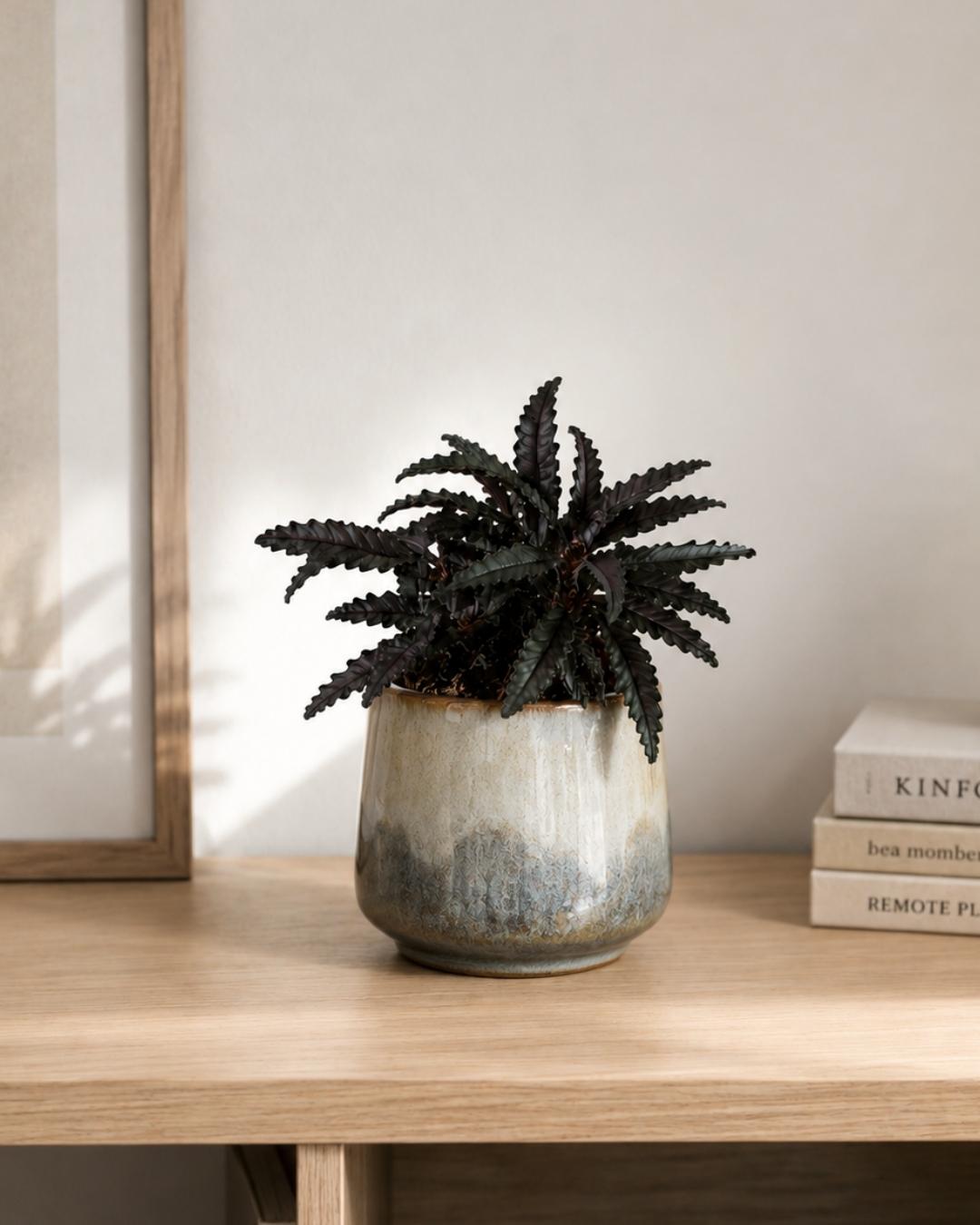 Pilea Norfolk Mini - Pur Plant