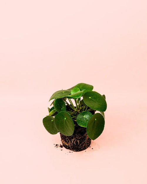 Pilea Peperomioides M - Pur Plant